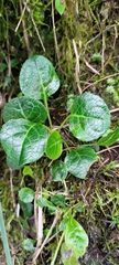 Pyrola morrisonensis