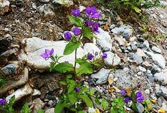 Legousia speculum-veneris