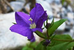 Legousia speculum-veneris