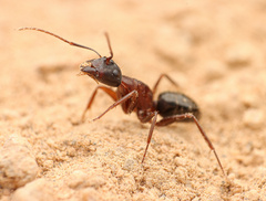 Camponotus dumetorum