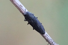 Anthaxia kiesenwetteri