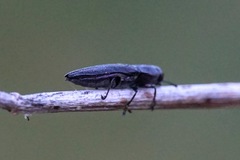 Anthaxia kiesenwetteri