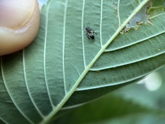 Insecta
