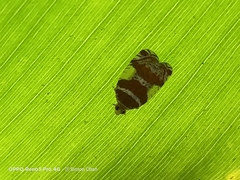 Lophopinae