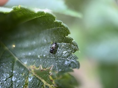 Insecta
