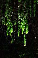 Metrosideros colensoi