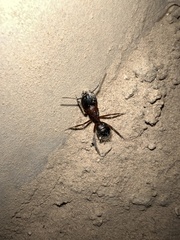 Camponotus dumetorum