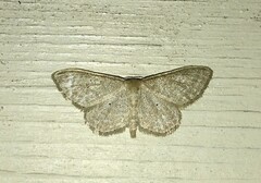 Idaea sylvestraria