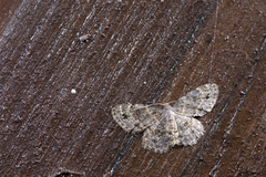 Dischidesia cinerea