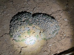 Eriogonum aretioides