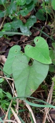 Aristolochia shimadae
