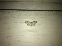 Idaea sylvestraria