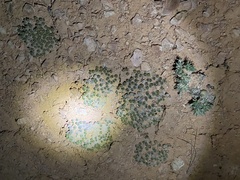 Eriogonum aretioides
