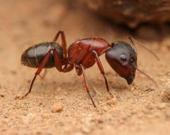 Camponotus dumetorum