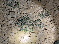 Eriogonum aretioides