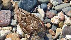 Chordeiles acutipennis