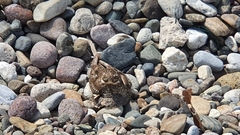 Chordeiles acutipennis