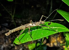 Creoxylus
