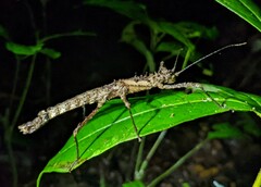 Creoxylus
