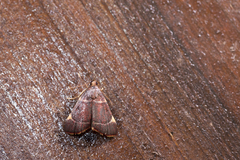 Hypsopygia pelasgalis