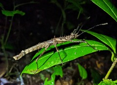 Creoxylus