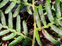 Pteridium esculentum esculentum