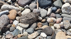 Chordeiles acutipennis