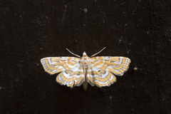 Cymoriza