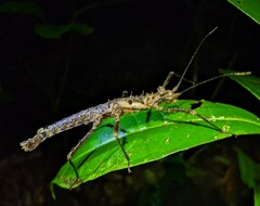 Creoxylus