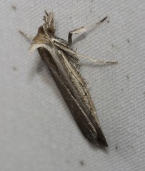 Tathorhynchus fallax