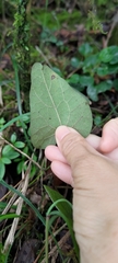 Aristolochia shimadae