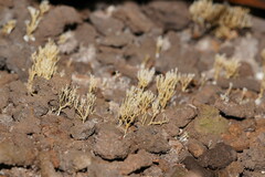 Phaeoclavulina ochracea