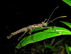 Creoxylus