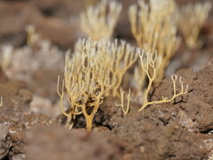 Phaeoclavulina ochracea