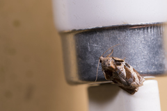 Homona issikii