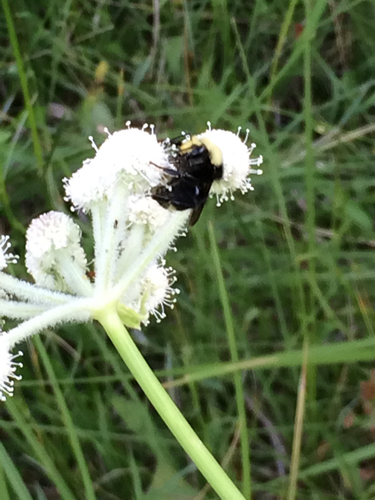 iNaturalist observation photo of Yellow-faced Bumble Bee