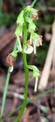 Pyrola morrisonensis