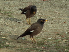 Acridotheres tristis