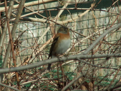 Fringilla montifringilla