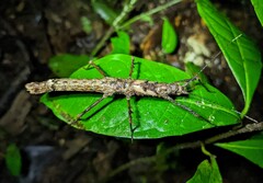 Creoxylus