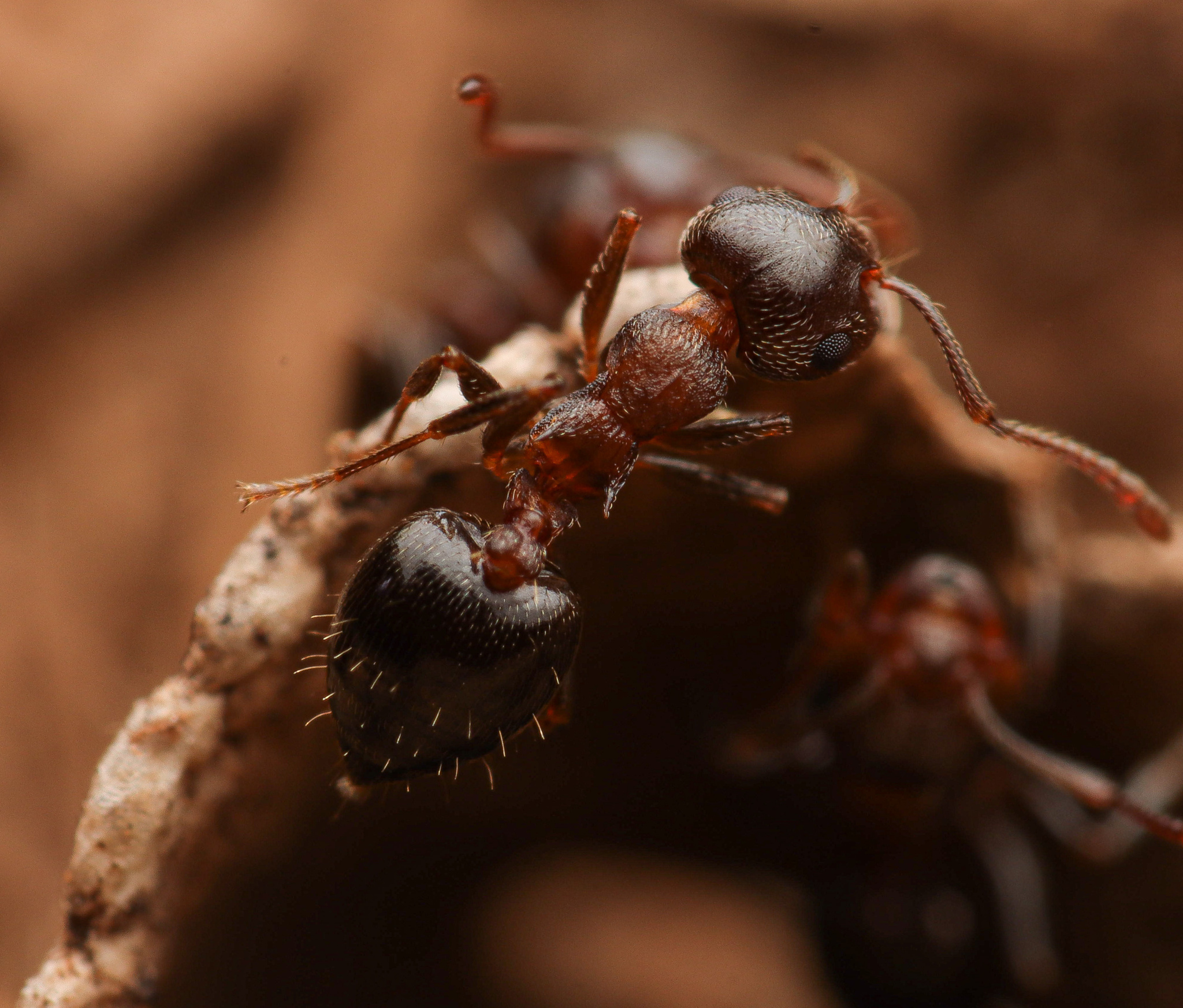 Crematogaster californica