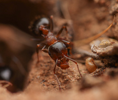 Crematogaster californica