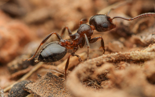 Crematogaster californicaCrematogaster californica