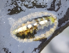 Lepidochitona cinerea