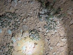 Eriogonum aretioides