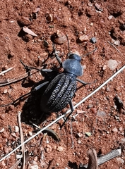 Somaticus