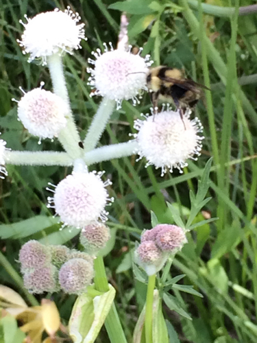 iNaturalist observation photo of Black-tailed Bumble Bee