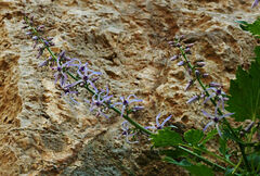 Petromarula pinnata