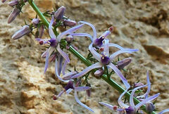 Petromarula pinnata
