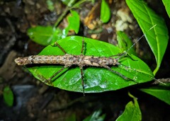 Creoxylus